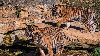 Three Amur tiger cubs cross sunlit rock ledges in their outdoor habitat at the Louisville Zoo, two in the foreground and one above them.
