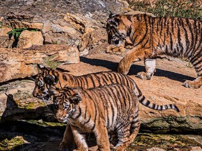 Three Amur tiger cubs cross sunlit rock ledges in their outdoor habitat at the Louisville Zoo, two in the foreground and one above them.
