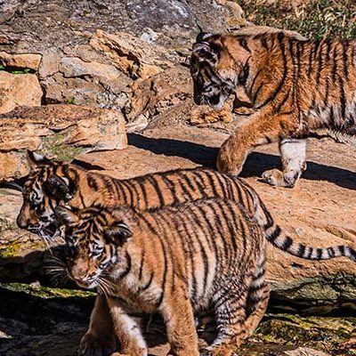 Three Amur tiger cubs cross sunlit rock ledges in their outdoor habitat at the Louisville Zoo, two in the foreground and one above them.
