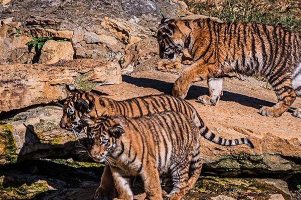 Three Amur tiger cubs cross sunlit rock ledges in their outdoor habitat at the Louisville Zoo, two in the foreground and one above them.