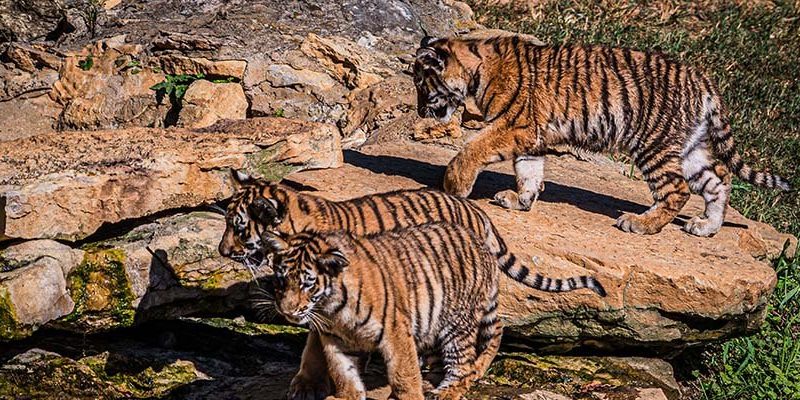 Three Amur tiger cubs cross sunlit rock ledges in their outdoor habitat at the Louisville Zoo, two in the foreground and one above them.