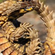 An armadillo girdled lizard curled into a tight ring on lichen-covered rock, gripping its own spined tail in its jaws, the yellow and black markings of its throat visible and every scale raised into a point.