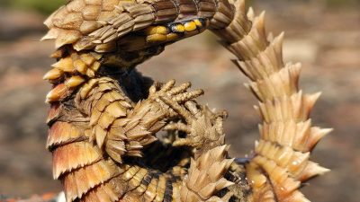An armadillo girdled lizard curled into a tight ring on lichen-covered rock, gripping its own spined tail in its jaws, the yellow and black markings of its throat visible and every scale raised into a point.