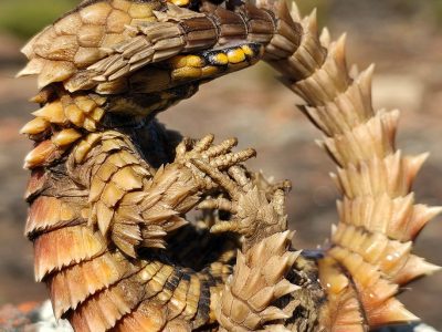 An armadillo girdled lizard curled into a tight ring on lichen-covered rock, gripping its own spined tail in its jaws, the yellow and black markings of its throat visible and every scale raised into a point.