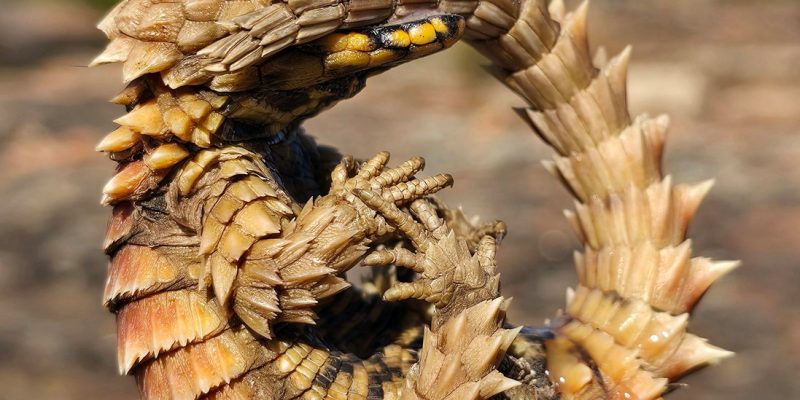 An armadillo girdled lizard curled into a tight ring on lichen-covered rock, gripping its own spined tail in its jaws, the yellow and black markings of its throat visible and every scale raised into a point.