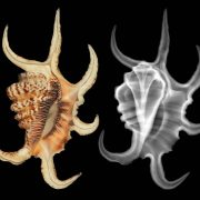 Two views of the same spider conch shell side by side on a black background. On the left a color photograph shows a cream shell streaked with brown, its outer lip drawn out into six long curved claw-like projections. On the right an X-ray of the same shell renders the projections as translucent gray and reveals the coiled interior as a fan of bright ribs running up the center.