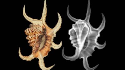 Two views of the same spider conch shell side by side on a black background. On the left a color photograph shows a cream shell streaked with brown, its outer lip drawn out into six long curved claw-like projections. On the right an X-ray of the same shell renders the projections as translucent gray and reveals the coiled interior as a fan of bright ribs running up the center.