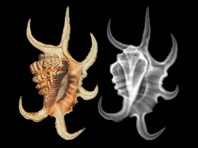 Two views of the same spider conch shell side by side on a black background. On the left a color photograph shows a cream shell streaked with brown, its outer lip drawn out into six long curved claw-like projections. On the right an X-ray of the same shell renders the projections as translucent gray and reveals the coiled interior as a fan of bright ribs running up the center.