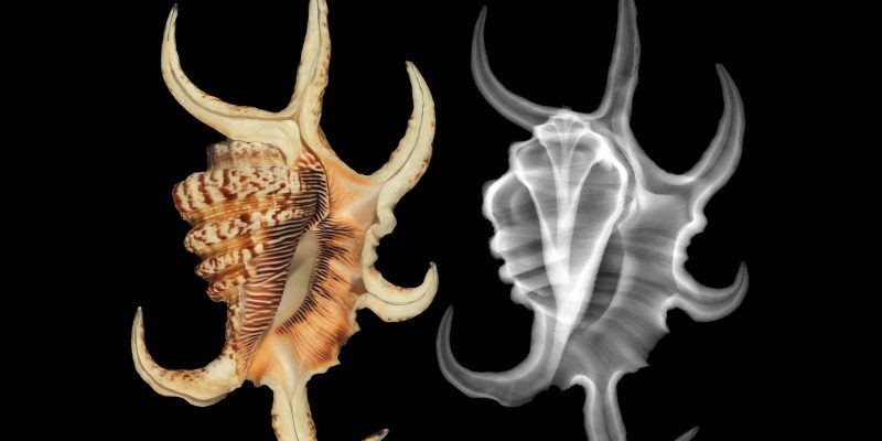 Two views of the same spider conch shell side by side on a black background. On the left a color photograph shows a cream shell streaked with brown, its outer lip drawn out into six long curved claw-like projections. On the right an X-ray of the same shell renders the projections as translucent gray and reveals the coiled interior as a fan of bright ribs running up the center.