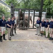 Eleven Saint Louis Zoo animal care and veterinary staff stand together outside a protected contact barrier, with an adult Asian elephant and the calf Jet behind the bars.