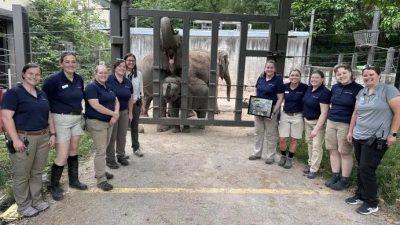 Eleven Saint Louis Zoo animal care and veterinary staff stand together outside a protected contact barrier, with an adult Asian elephant and the calf Jet behind the bars.