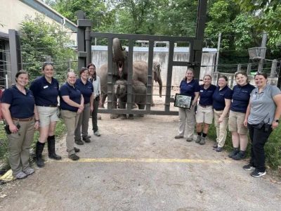 Eleven Saint Louis Zoo animal care and veterinary staff stand together outside a protected contact barrier, with an adult Asian elephant and the calf Jet behind the bars.