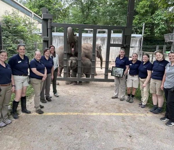 Eleven Saint Louis Zoo animal care and veterinary staff stand together outside a protected contact barrier, with an adult Asian elephant and the calf Jet behind the bars.