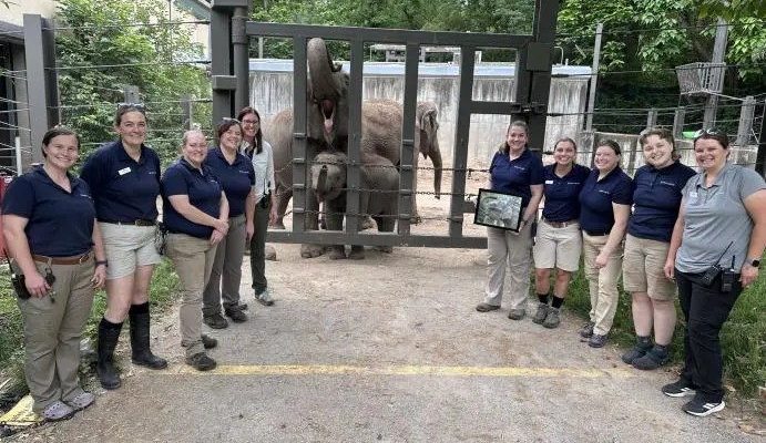 Eleven Saint Louis Zoo animal care and veterinary staff stand together outside a protected contact barrier, with an adult Asian elephant and the calf Jet behind the bars.