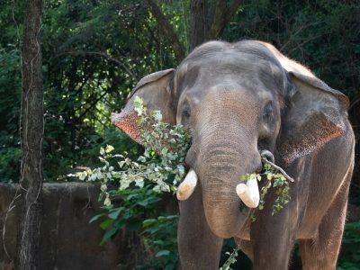 A bull Asian elephant with short tusks stands facing the camera in a leafy outdoor habitat, holding a branch of green leaves in his trunk and across his tusks, with trees and a stone wall behind him.