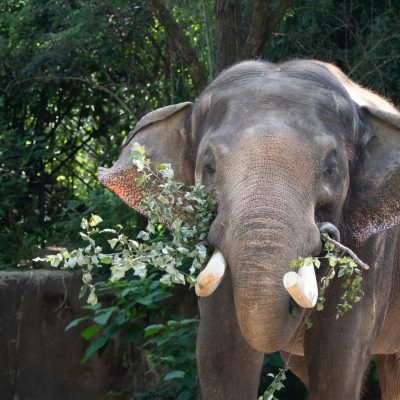 A bull Asian elephant with short tusks stands facing the camera in a leafy outdoor habitat, holding a branch of green leaves in his trunk and across his tusks, with trees and a stone wall behind him.