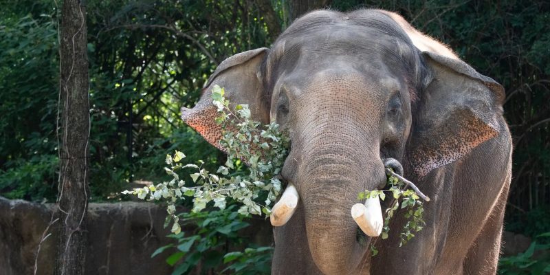 A bull Asian elephant with short tusks stands facing the camera in a leafy outdoor habitat, holding a branch of green leaves in his trunk and across his tusks, with trees and a stone wall behind him.