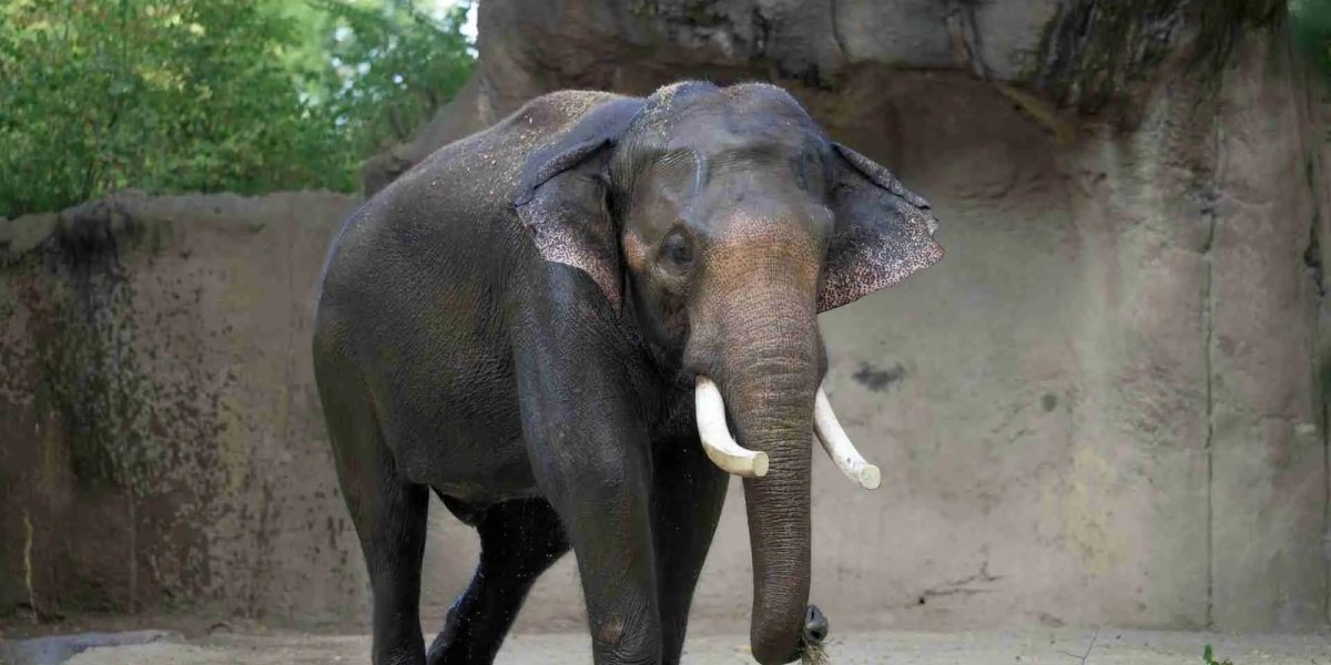 Raja, a tusked adult male Asian elephant, walks across the sandy yard of the River's Edge habitat at the Saint Louis Zoo with a wisp of hay in his trunk.