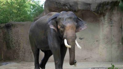 Raja, a tusked adult male Asian elephant, walks across the sandy yard of the River's Edge habitat at the Saint Louis Zoo with a wisp of hay in his trunk.