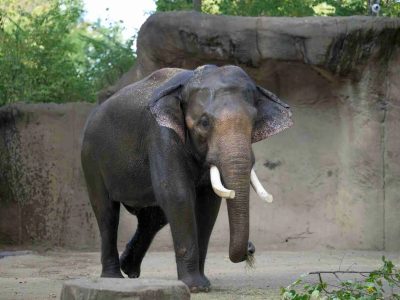 Raja, a tusked adult male Asian elephant, walks across the sandy yard of the River's Edge habitat at the Saint Louis Zoo with a wisp of hay in his trunk.