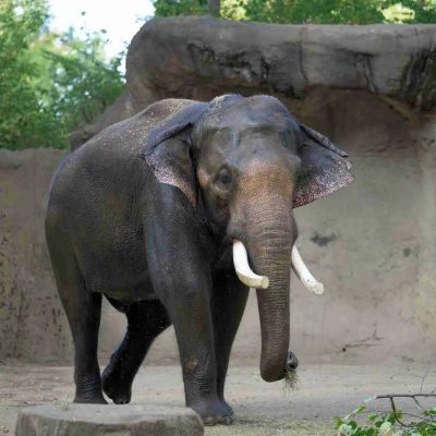 Raja, a tusked adult male Asian elephant, walks across the sandy yard of the River's Edge habitat at the Saint Louis Zoo with a wisp of hay in his trunk.