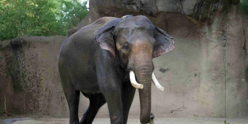 Raja, a tusked adult male Asian elephant, walks across the sandy yard of the River's Edge habitat at the Saint Louis Zoo with a wisp of hay in his trunk.