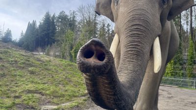An Asian elephant walks toward the camera on a dirt yard with its trunk curled up and forward, tusks showing, a grassy mound and Douglas firs behind it.