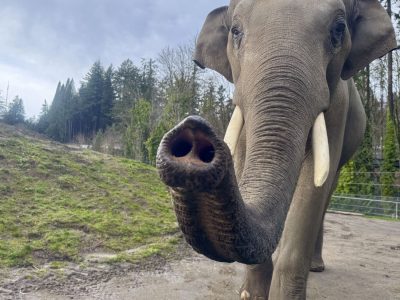An Asian elephant walks toward the camera on a dirt yard with its trunk curled up and forward, tusks showing, a grassy mound and Douglas firs behind it.