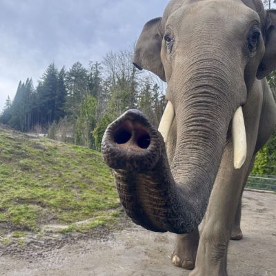 An Asian elephant walks toward the camera on a dirt yard with its trunk curled up and forward, tusks showing, a grassy mound and Douglas firs behind it.