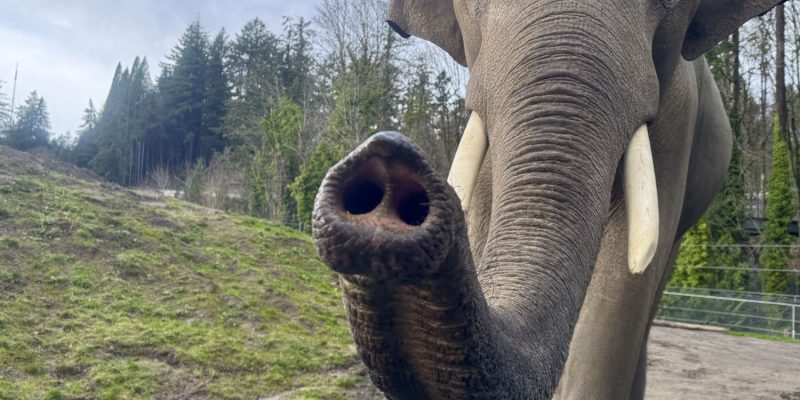 An Asian elephant walks toward the camera on a dirt yard with its trunk curled up and forward, tusks showing, a grassy mound and Douglas firs behind it.