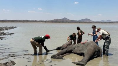 Five people work around a sedated elephant lying in shallow water at a lake edge, one of them holding her trunk clear of the water.