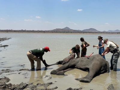 Five people work around a sedated elephant lying in shallow water at a lake edge, one of them holding her trunk clear of the water.