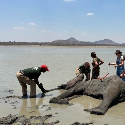 Five people work around a sedated elephant lying in shallow water at a lake edge, one of them holding her trunk clear of the water.