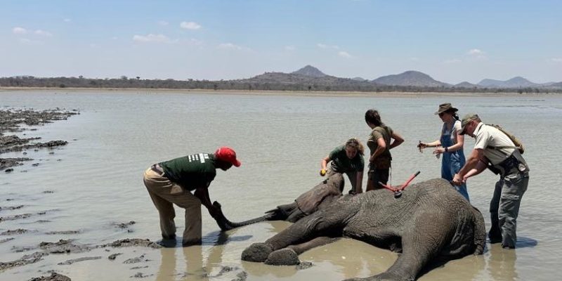 Five people work around a sedated elephant lying in shallow water at a lake edge, one of them holding her trunk clear of the water.