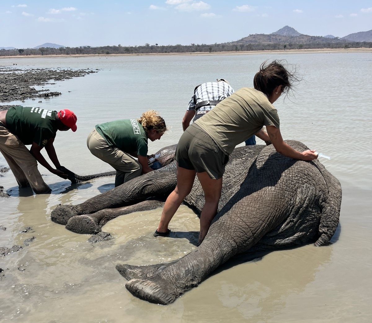 Four people work close around the sedated elephant in shallow water, one easing a tool along her neck while another holds her trunk clear.