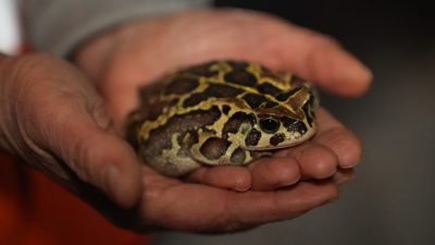 A Western leopard toad sits in a pair of cupped human hands, its back marked with dark brown patches outlined in bright yellow.