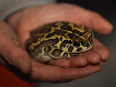 A Western leopard toad sits in a pair of cupped human hands, its back marked with dark brown patches outlined in bright yellow.