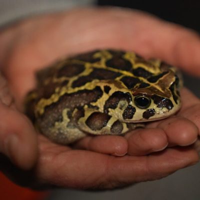 A Western leopard toad sits in a pair of cupped human hands, its back marked with dark brown patches outlined in bright yellow.