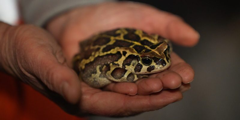 A Western leopard toad sits in a pair of cupped human hands, its back marked with dark brown patches outlined in bright yellow.