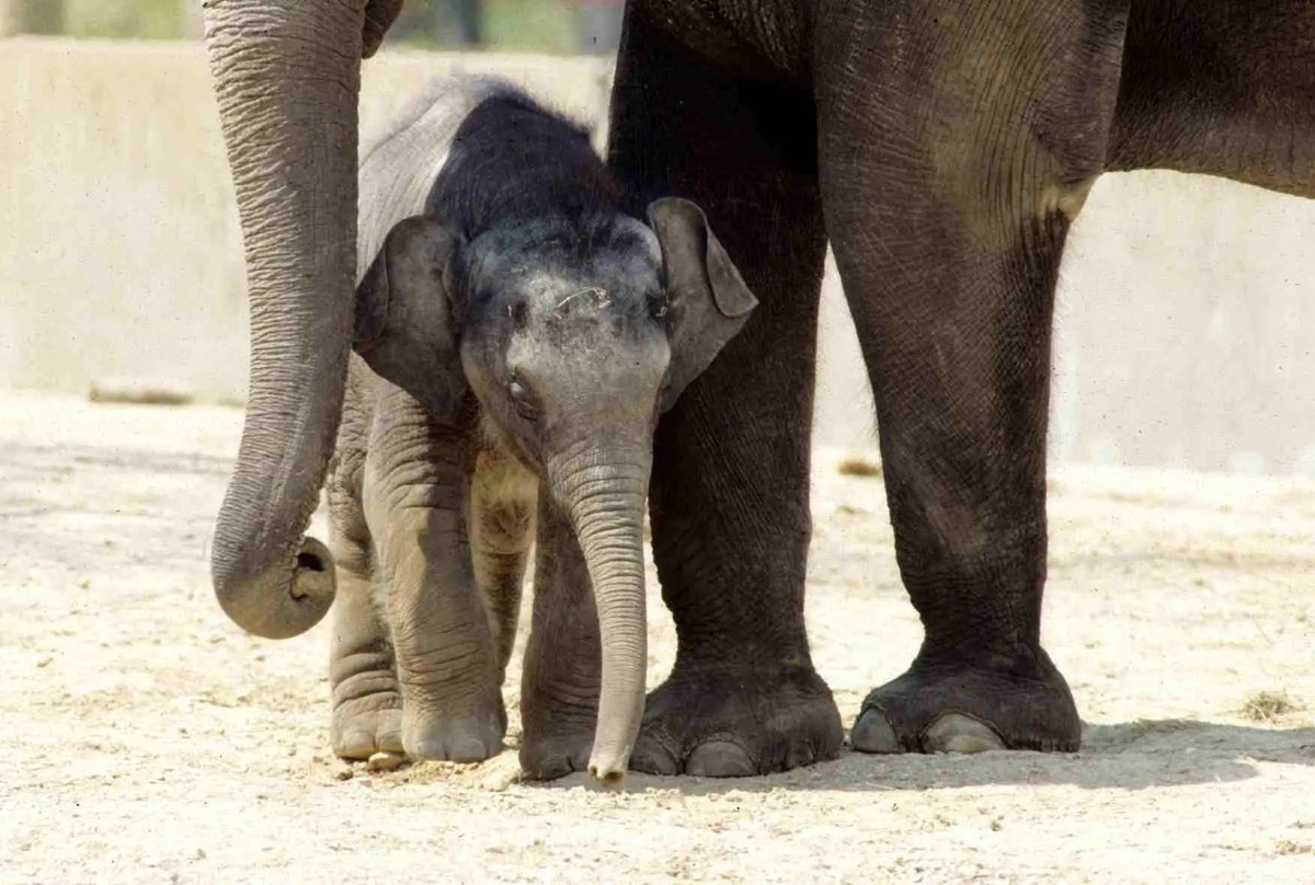Raja as a newborn Asian elephant calf in 1993, standing between the legs of an adult elephant at the Saint Louis Zoo, his head barely reaching her knee.