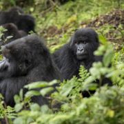 A young mountain gorilla sits upright in dense green undergrowth looking directly at the camera, with two other gorillas resting among the leaves behind and beside her.