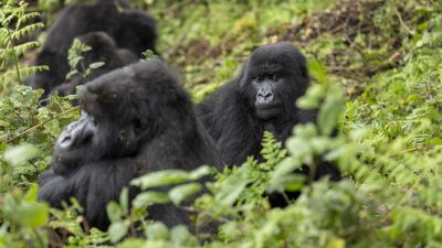 A young mountain gorilla sits upright in dense green undergrowth looking directly at the camera, with two other gorillas resting among the leaves behind and beside her.