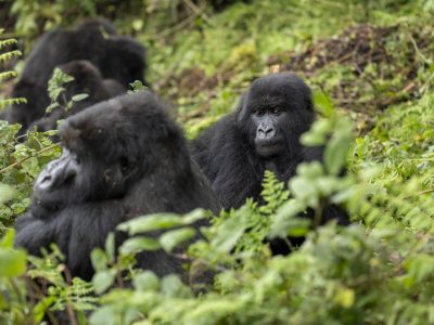 A young mountain gorilla sits upright in dense green undergrowth looking directly at the camera, with two other gorillas resting among the leaves behind and beside her.
