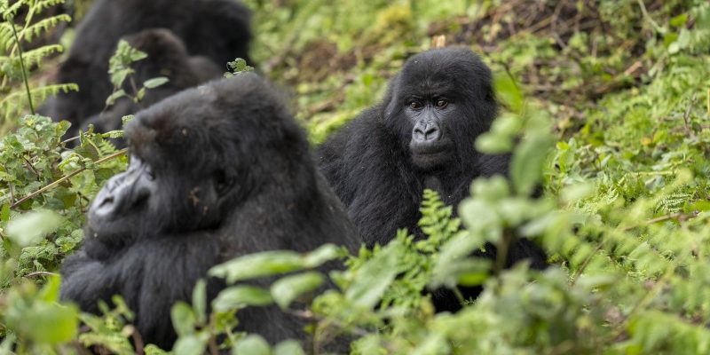 A young mountain gorilla sits upright in dense green undergrowth looking directly at the camera, with two other gorillas resting among the leaves behind and beside her.