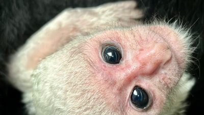 A newborn black-and-white colobus monkey with a pure white coat and a pink face looks toward the camera while held against the dense black fur of its mother.