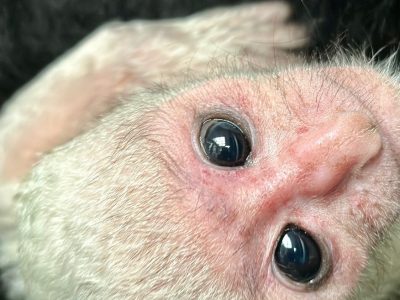 A newborn black-and-white colobus monkey with a pure white coat and a pink face looks toward the camera while held against the dense black fur of its mother.