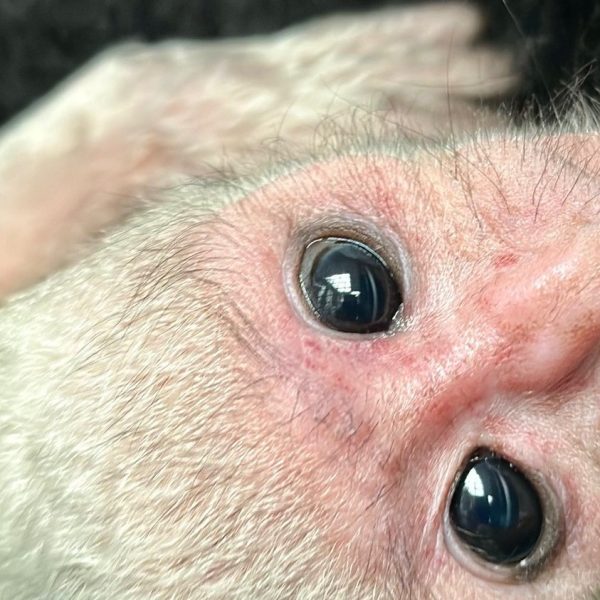 A newborn black-and-white colobus monkey with a pure white coat and a pink face looks toward the camera while held against the dense black fur of its mother.