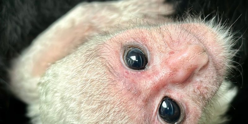 A newborn black-and-white colobus monkey with a pure white coat and a pink face looks toward the camera while held against the dense black fur of its mother.