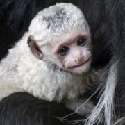 A newborn black and white colobus monkey with pure white fur and a bare pink face is cradled against the dark fur of an adult, looking toward the camera.