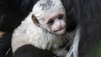 A newborn black and white colobus monkey with pure white fur and a bare pink face is cradled against the dark fur of an adult, looking toward the camera.